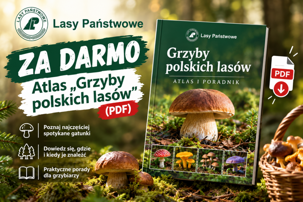 Darmowy atlas Grzyby polskich lasów Paweł Zarzyński PDF do pobrania poradnik grzybiarza Lasy Państwowe