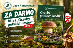 Darmowy atlas Grzyby polskich lasów Paweł Zarzyński PDF do pobrania poradnik grzybiarza Lasy Państwowe